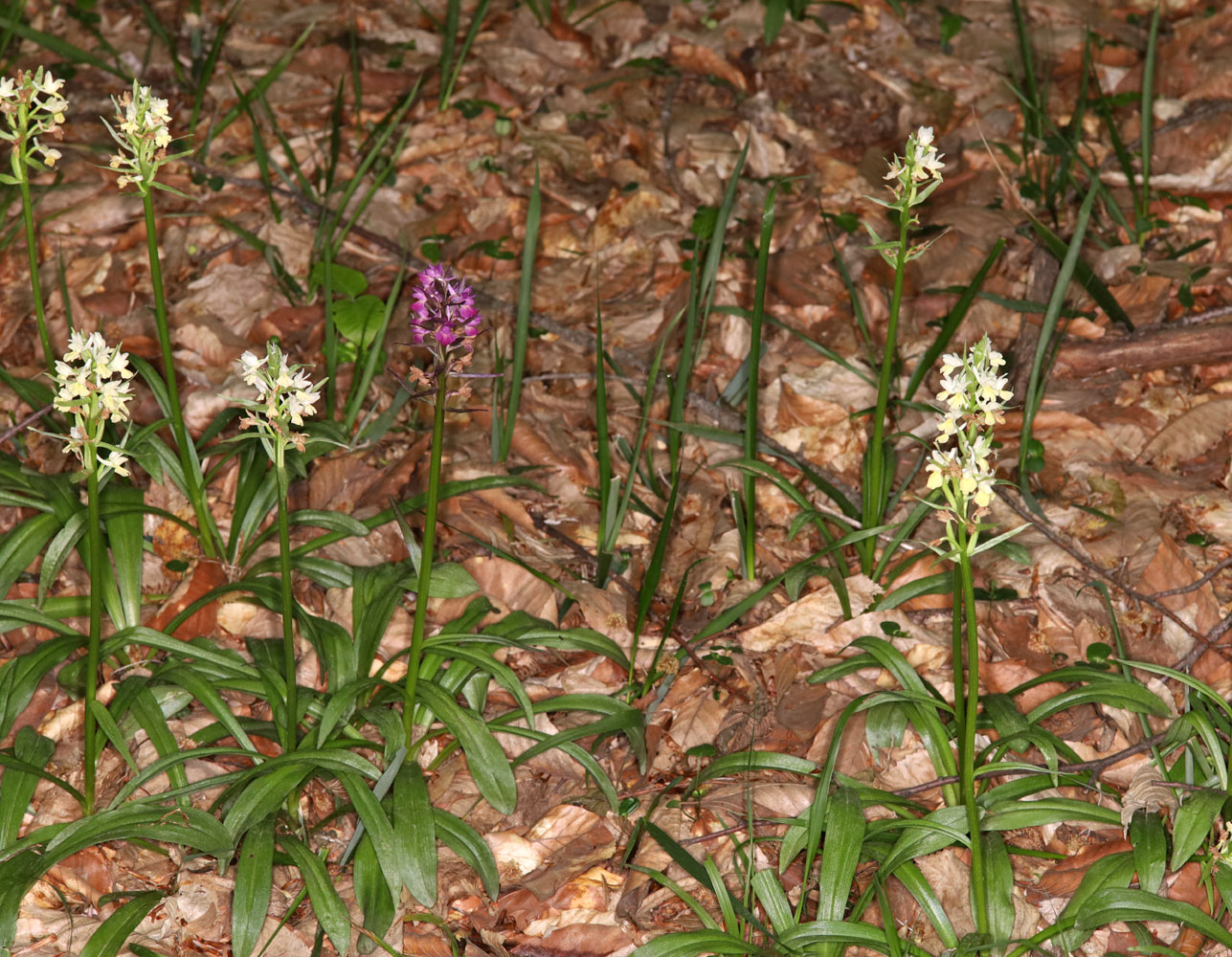 Image of Dactylorhiza romana ssp. georgica specimen.