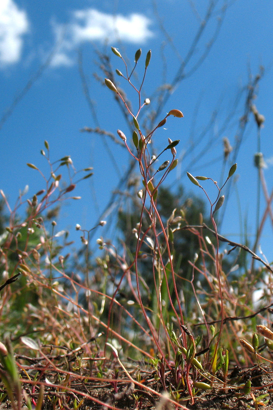 Image of Erophila verna specimen.