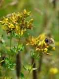 Hypericum perforatum