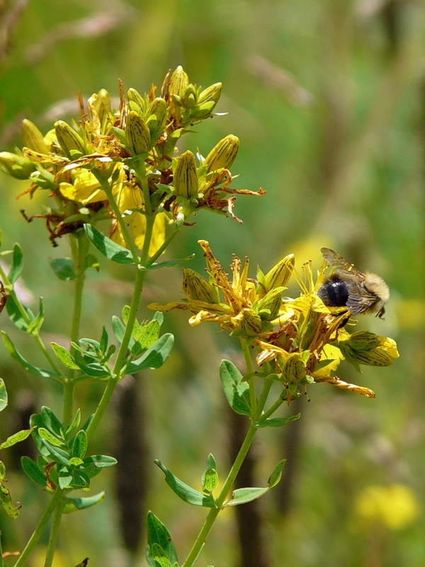 Image of Hypericum perforatum specimen.