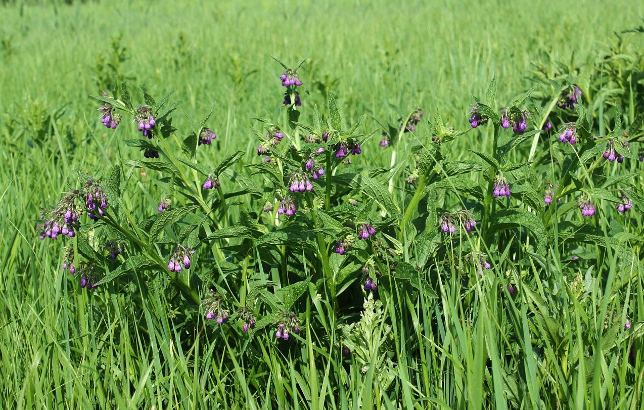 Image of Symphytum officinale specimen.