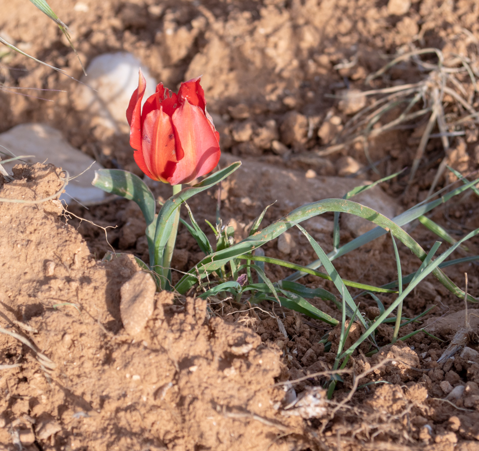 Изображение особи Tulipa agenensis.