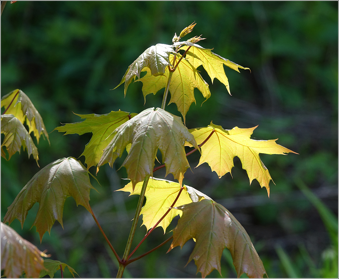 Image of Acer platanoides specimen.