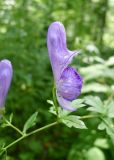 Aconitum fischeri