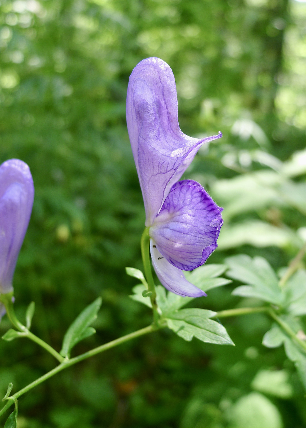 Image of Aconitum fischeri specimen.