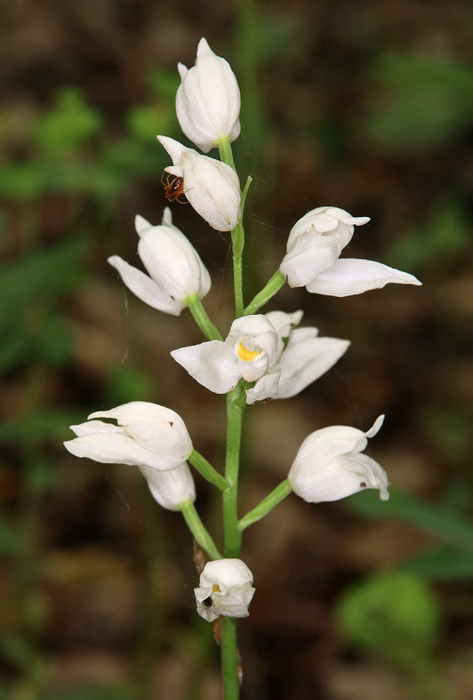 Изображение особи Cephalanthera longifolia.