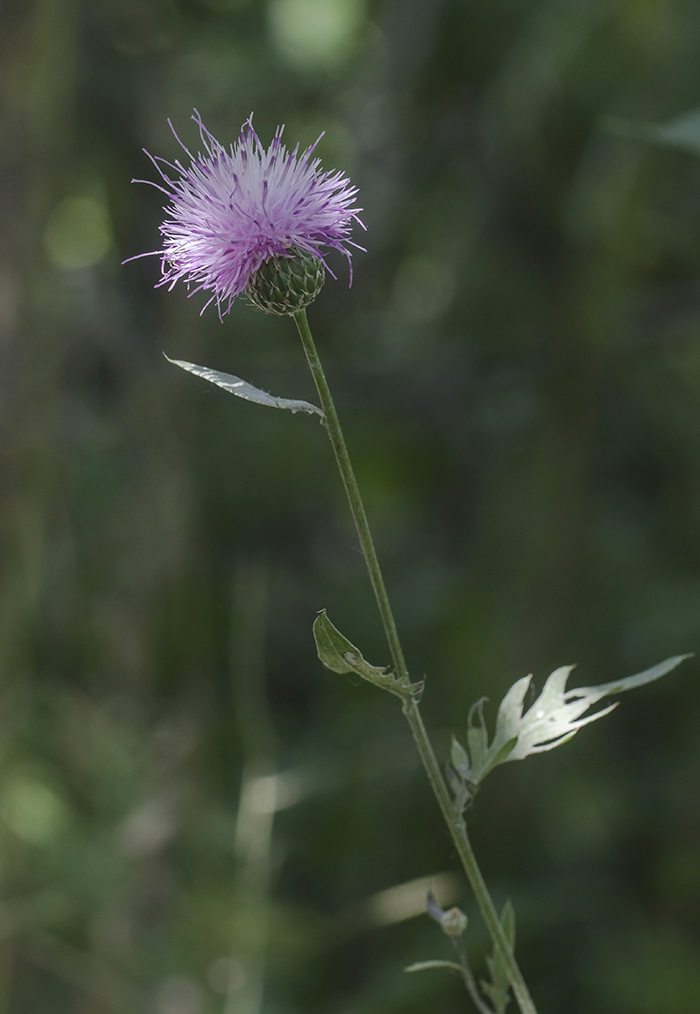 Image of Klasea radiata specimen.