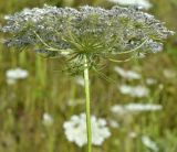 Daucus carota