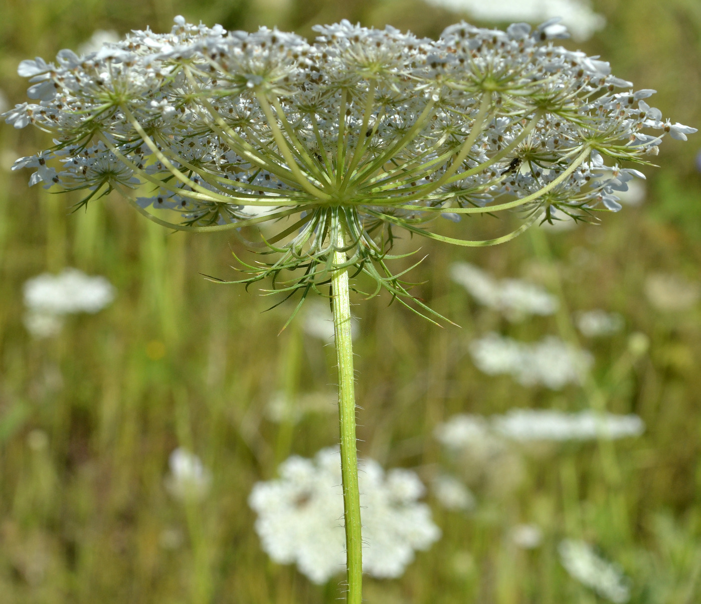 Изображение особи Daucus carota.