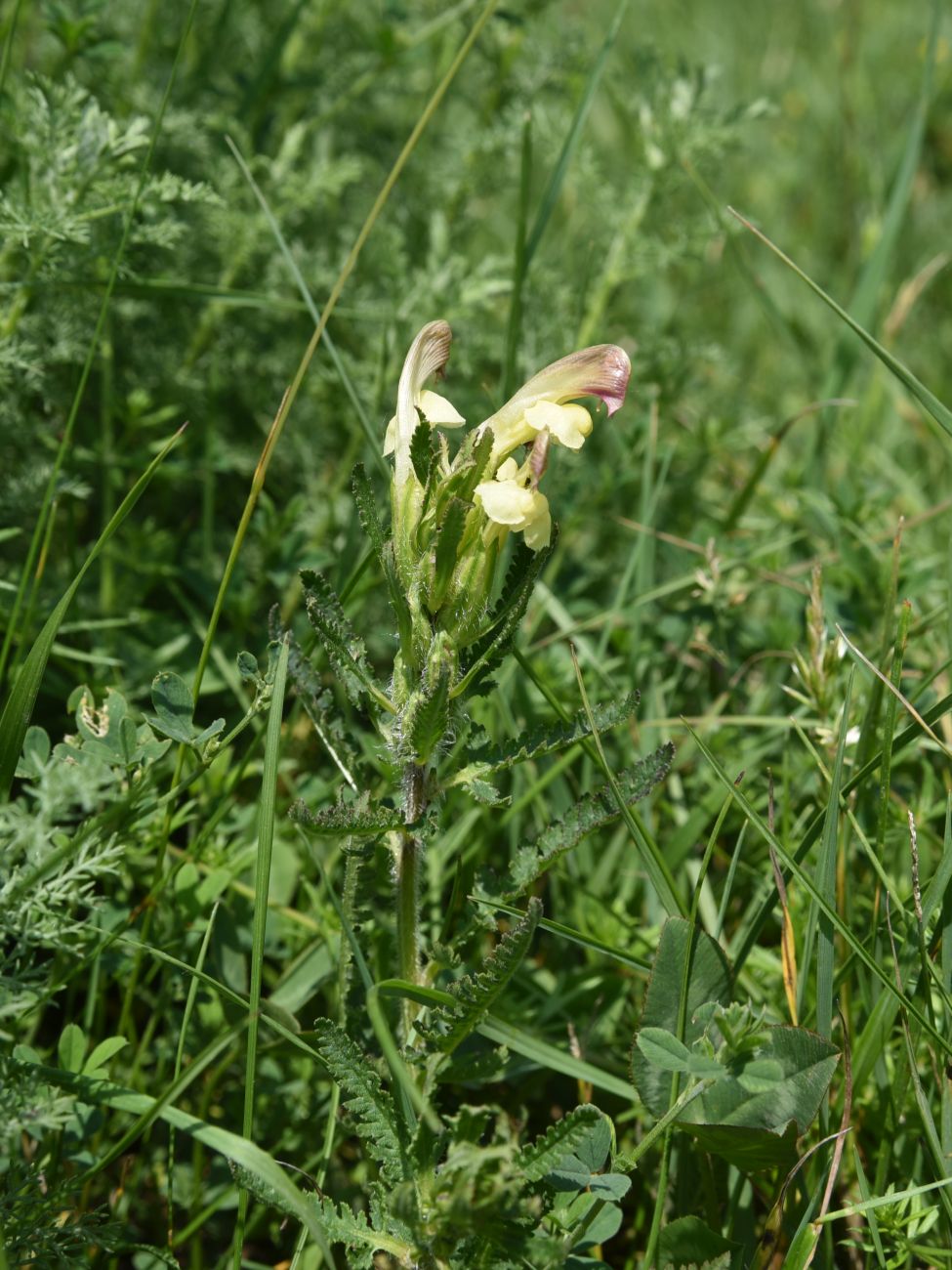 Изображение особи Pedicularis chroorrhyncha.