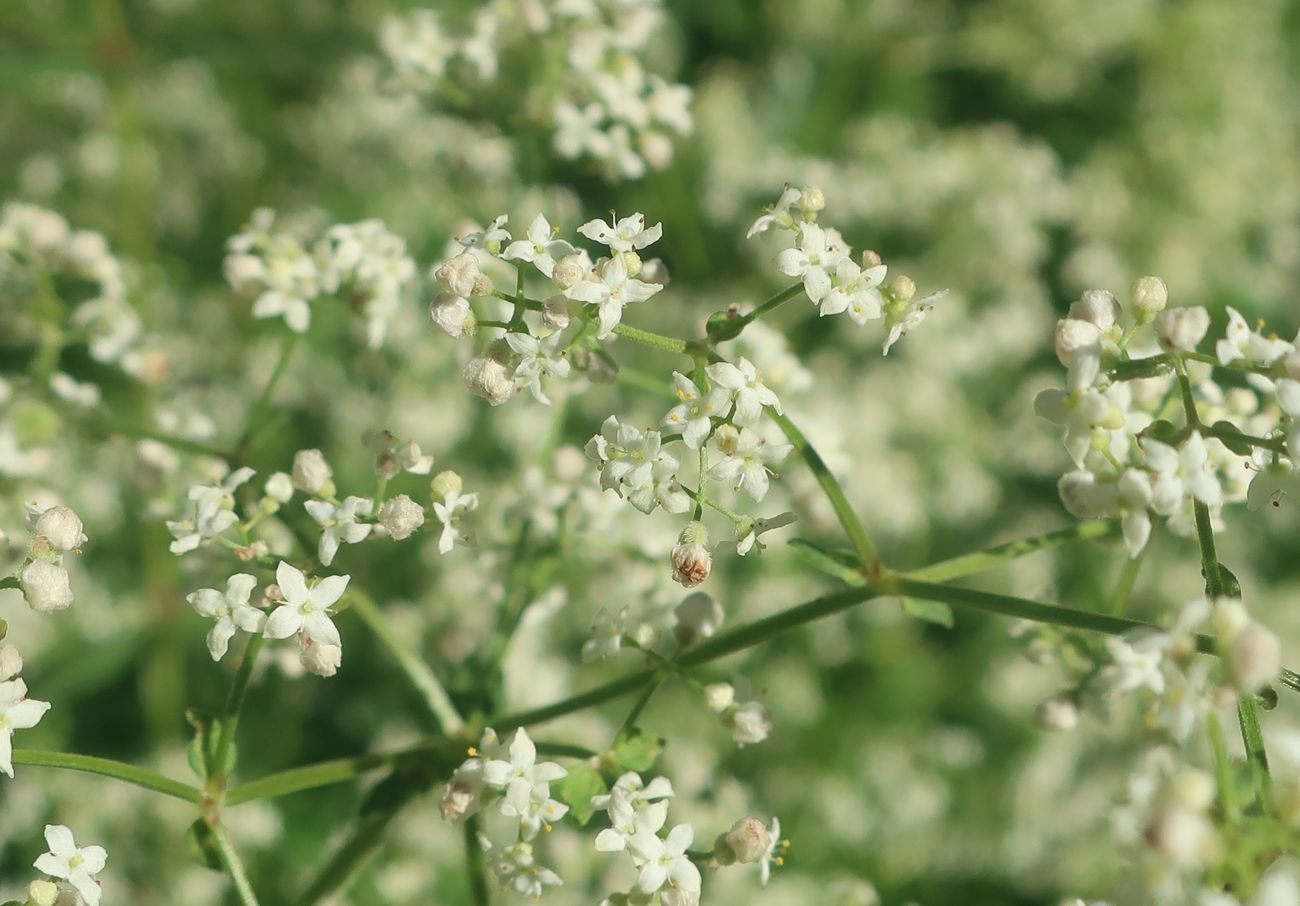 Изображение особи Galium boreale.