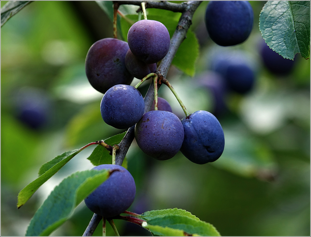 Image of Prunus spinosa specimen.