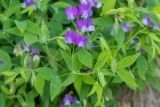 Lathyrus laxiflorus