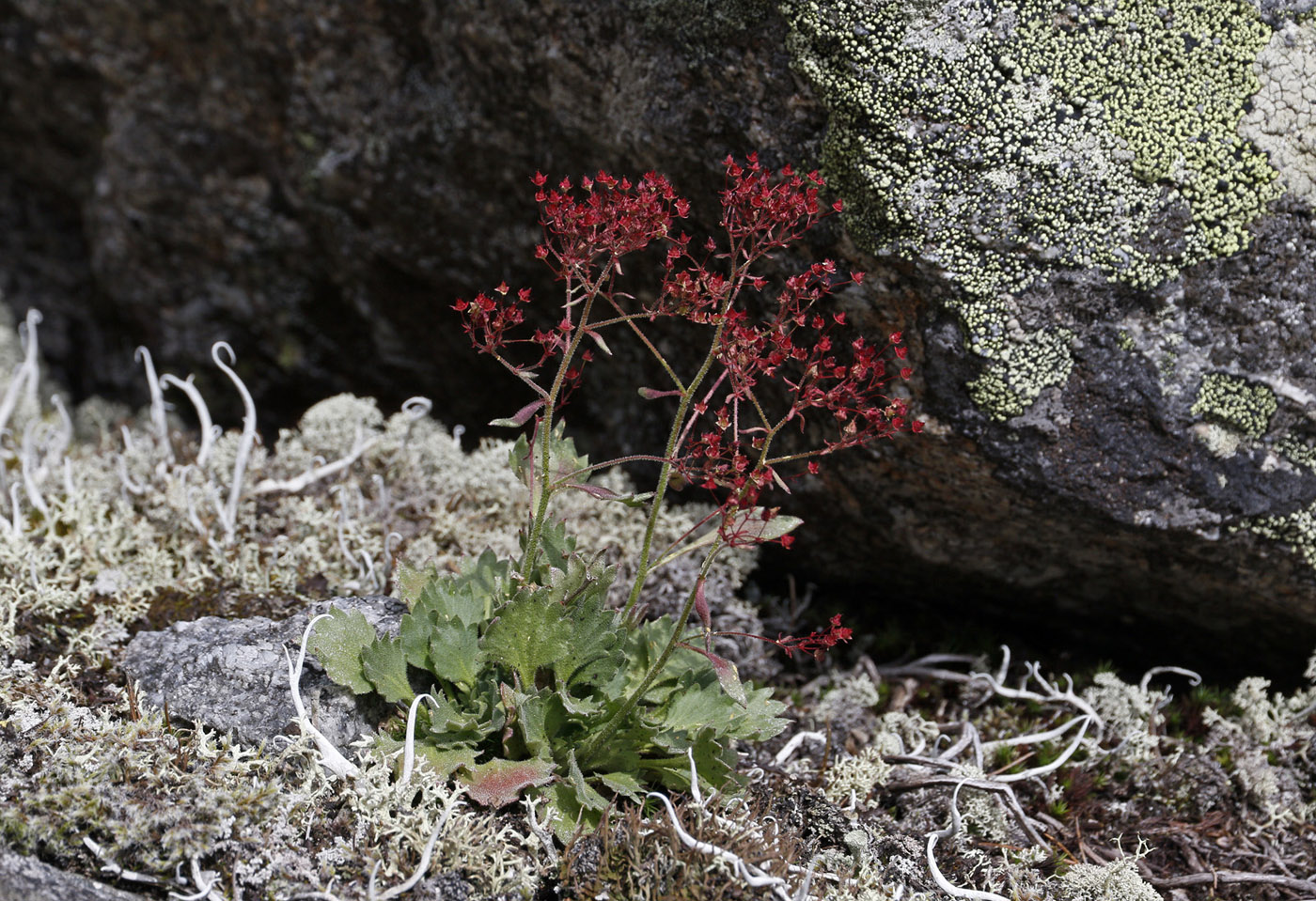 Изображение особи род Saxifraga.