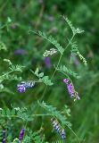 Vicia woroschilovii