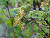 Ribes rubrum