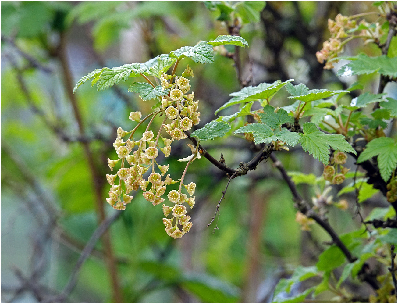 Image of Ribes rubrum specimen.