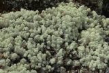 Cladonia stellaris