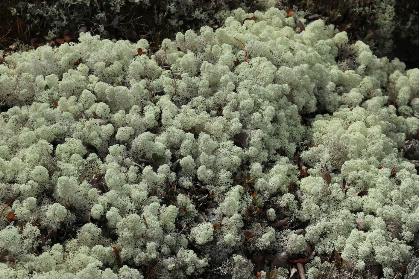 Изображение особи Cladonia stellaris.