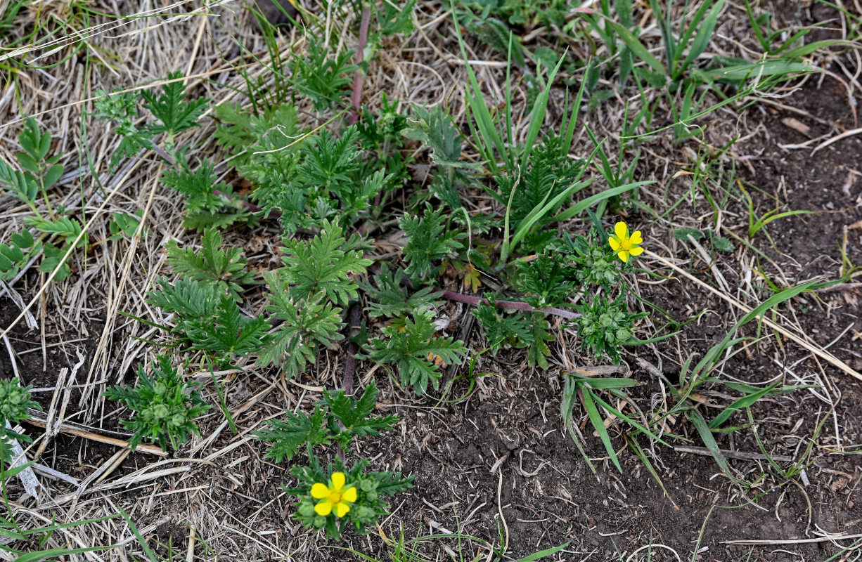 Изображение особи Potentilla approximata.