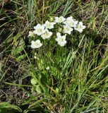 Parnassia palustris. Цветущие растения. Иркутская обл., Усть-Ордынский р-н, окр. пгт Усть-Орда, долина р. Куда, луг. 08.08.2022.