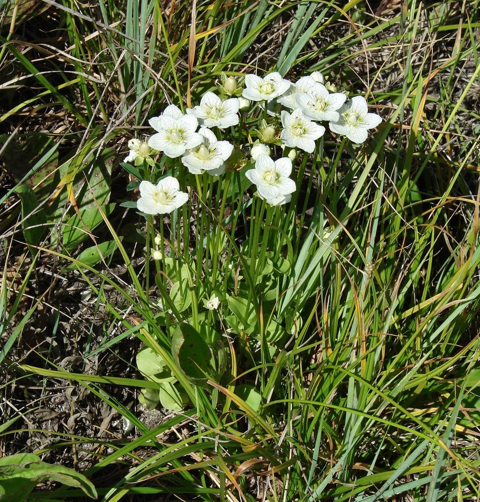 Image of Parnassia palustris specimen.