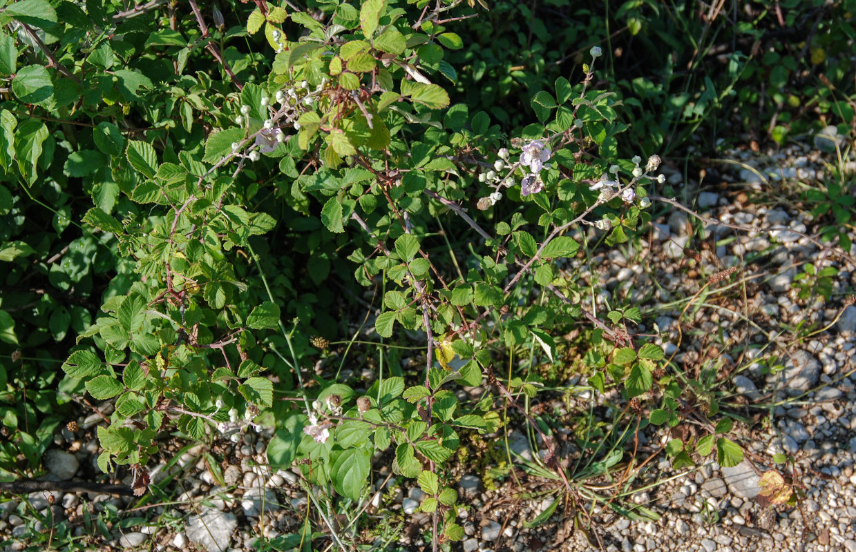 Image of Rubus sanctus specimen.