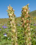 Pedicularis condensata. Верхушки соцветий с отцветшими цветками. Адыгея, Кавказский биосферный заповедник, северо-восточный склон горы Блям, ≈ 2300 м н.у.м., субальпийский луг. 19.07.2015.