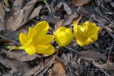 Sternbergia clusiana