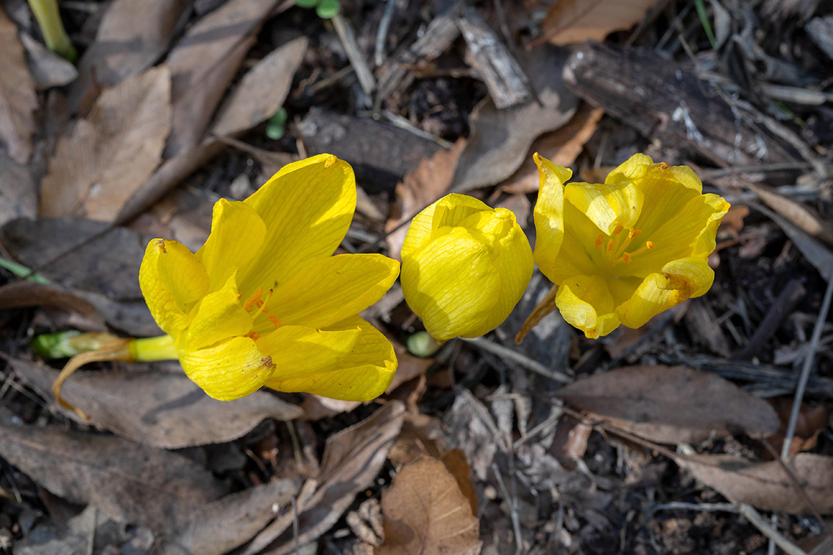 Изображение особи Sternbergia clusiana.