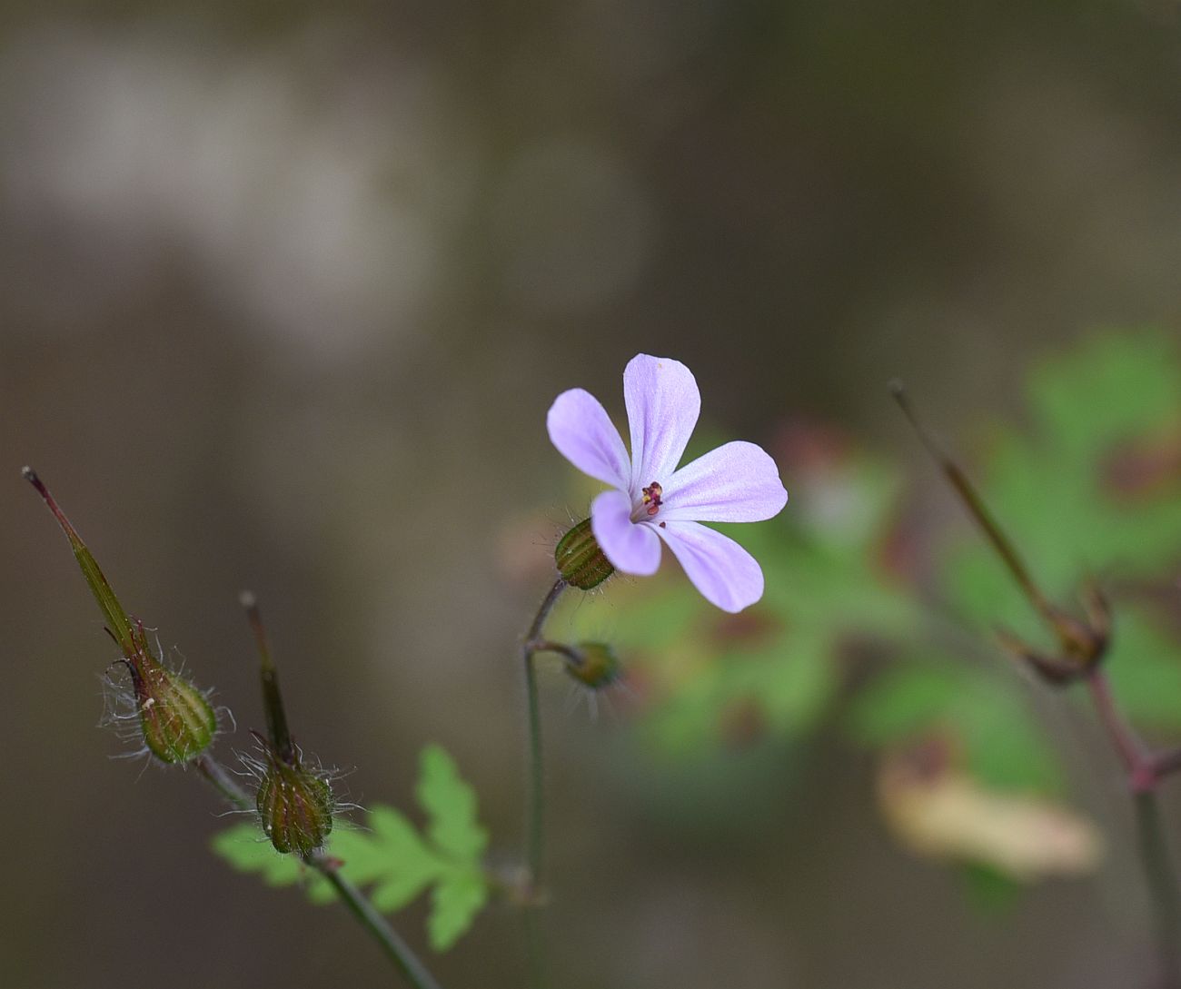 Image of Geranium robertianum specimen.