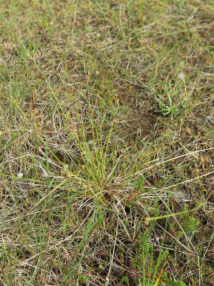 Image of Carex scandinavica specimen.