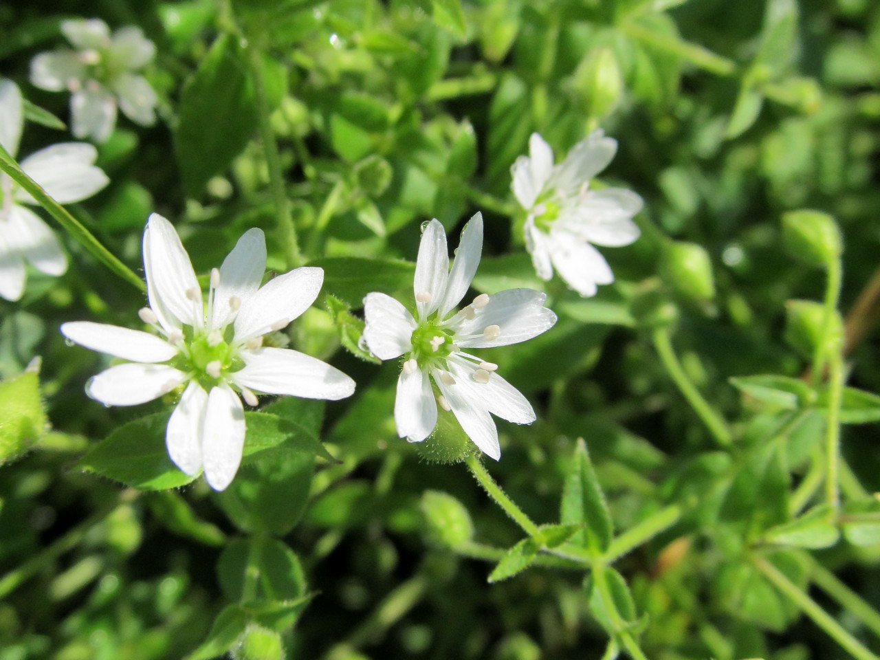 Изображение особи Myosoton aquaticum.