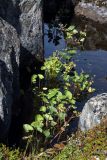 Caltha palustris. Плодоносящие растения в мелководном озерке-ванночке среди скал. Мурманская обл., окр. пос. Дальние Зеленцы, берег Дальнезеленецкой губы. 04.08.2010.
