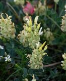 Astragalus calycinus. Соцветие. Армения, обл. Гегаркуник, берег оз. Севан, гора Артаниш, ≈ 2200 м н.у.м., каменистый участок лугового склона. 23.06.2022.