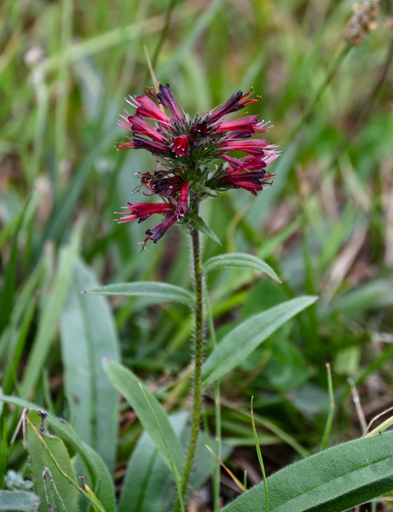 Image of Echium russicum specimen.