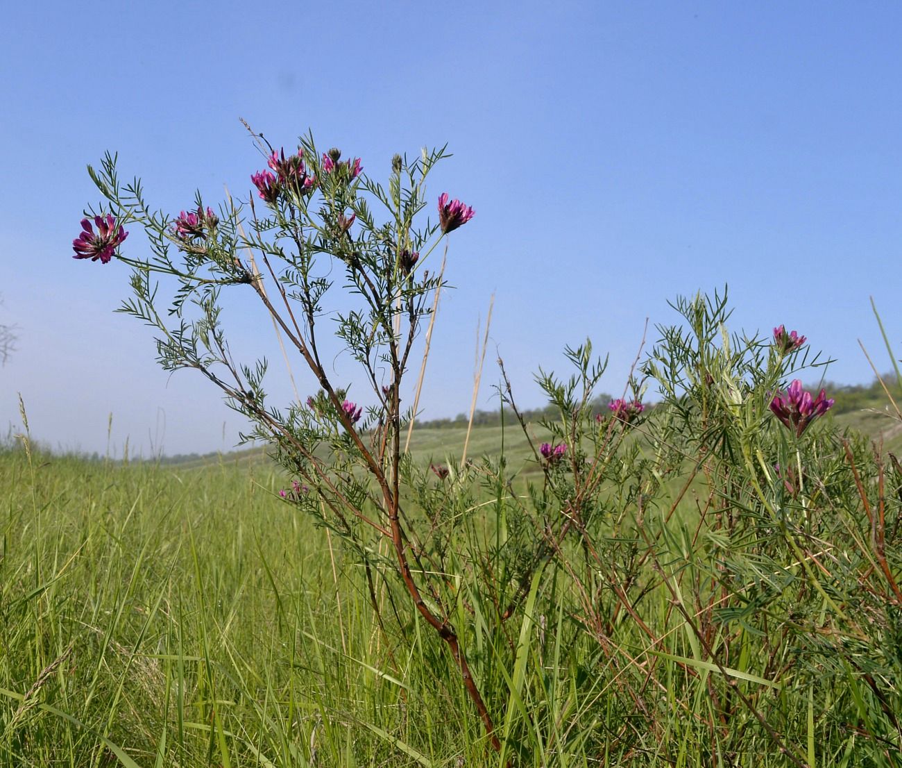 Изображение особи Astragalus cornutus.