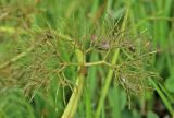 Ranunculus confervoides