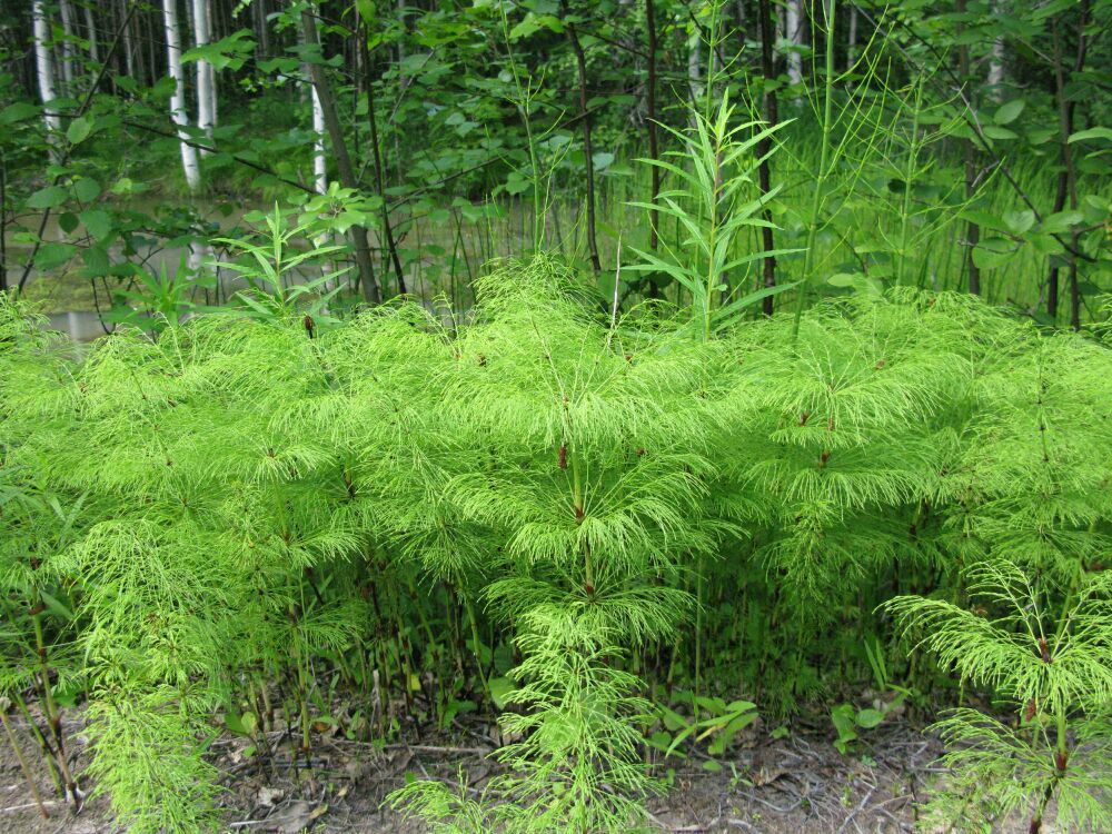 Image of Equisetum sylvaticum specimen.