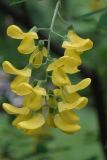 Laburnum anagyroides