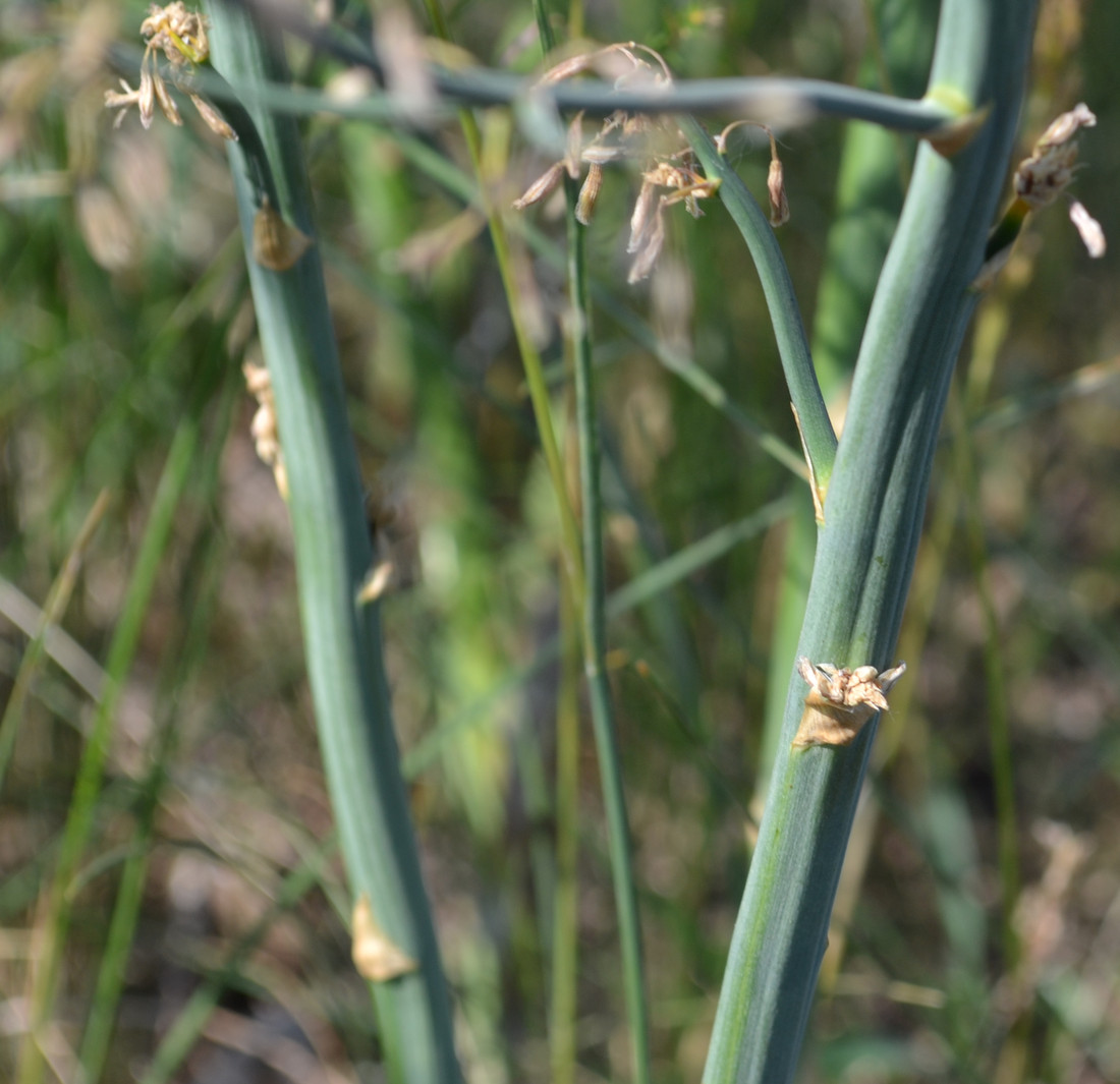 Image of Asparagus officinalis specimen.