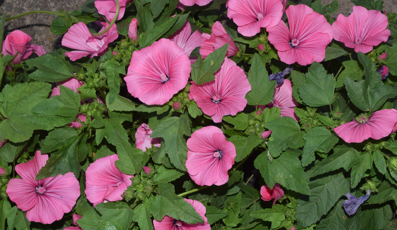 Image of Malva trimestris specimen.