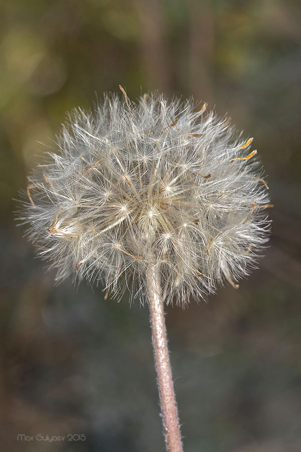 Image of Taraxacum serotinum specimen.