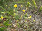 Potentilla crantzii. Верхушки веточек с цветками. Мурманская обл., п-ов Средний, побережье Большой Волоковой губы, разнотравный приморский луг. 12.07.2023.