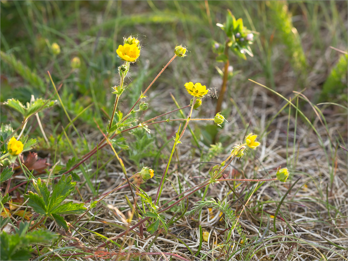 Image of Potentilla crantzii specimen.