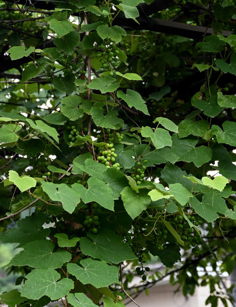 Image of Vitis vinifera specimen.