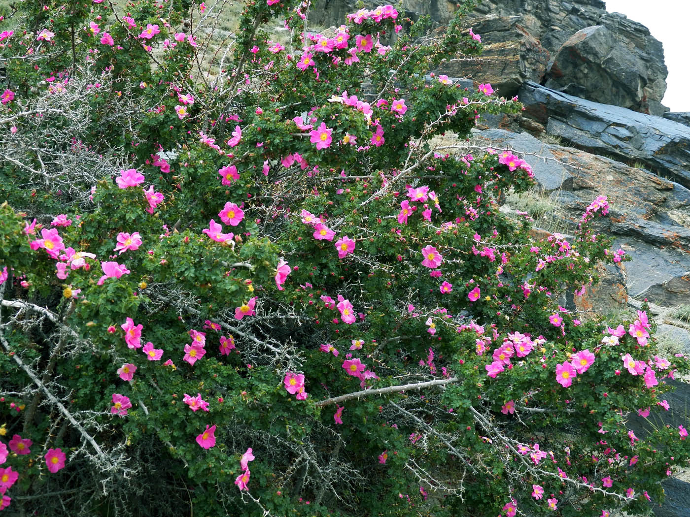 Image of Rosa korschinskiana specimen.