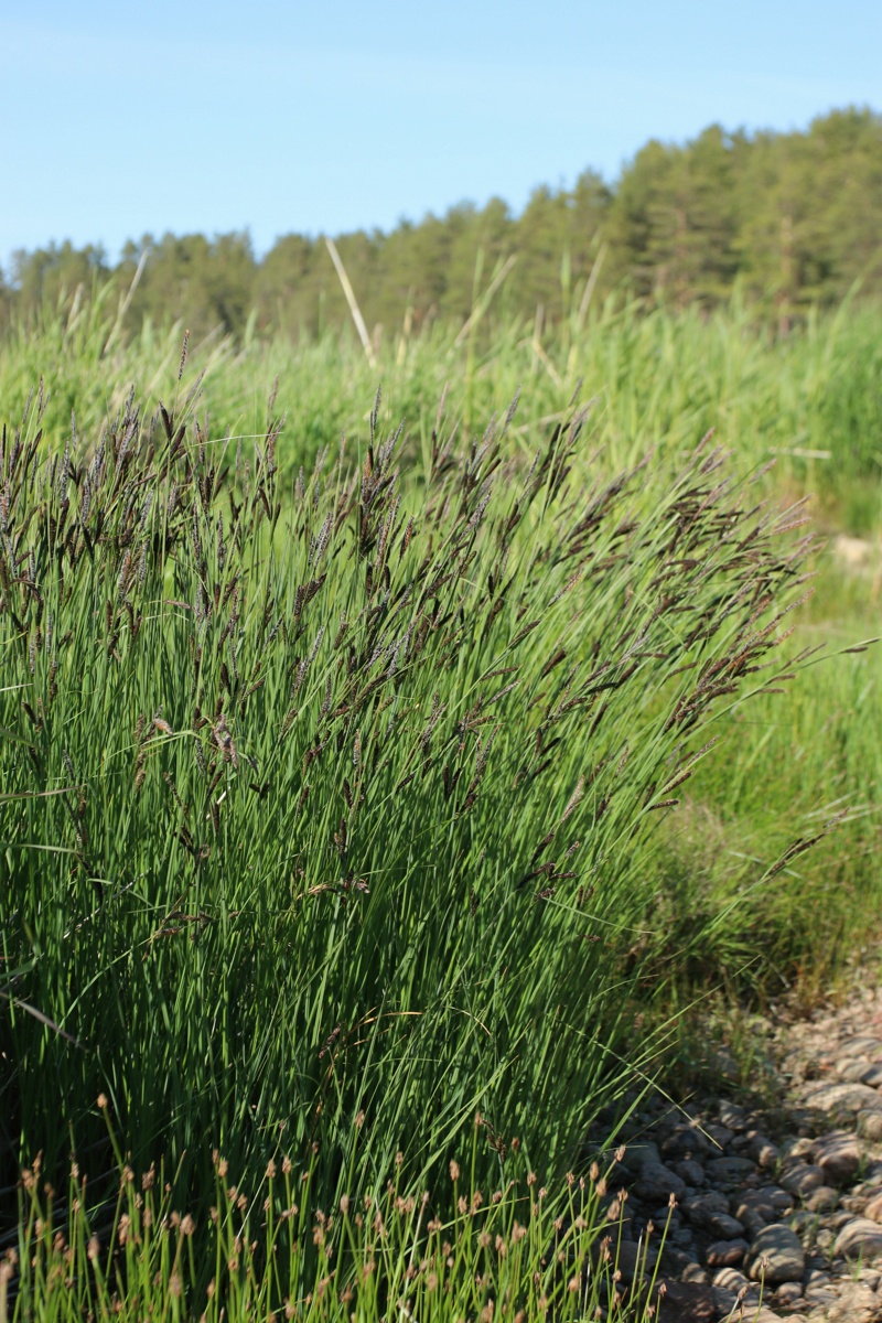 Изображение особи Carex elata.