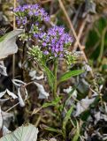 Saussurea sachalinensis. Верхушки цветущих растений. Сахалин, Корсаковский гор. округ, оз. Буссе, приморский луг. 26.08.2022.