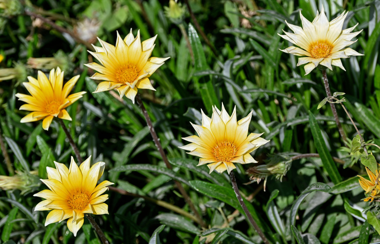 Image of Gazania &times; hybrida specimen.